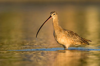 Shorebirds